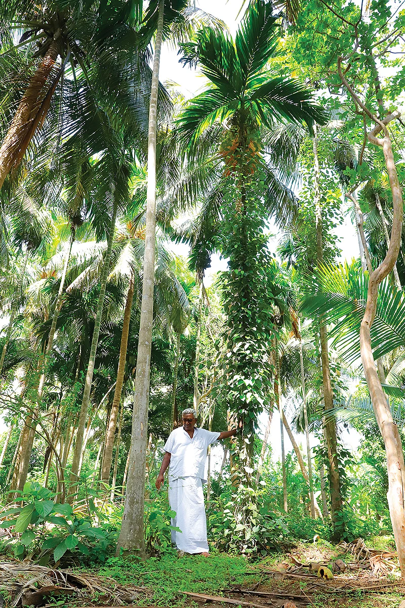 தென்னை மரங்களுக்கிடையில் பொன்னுராமன்