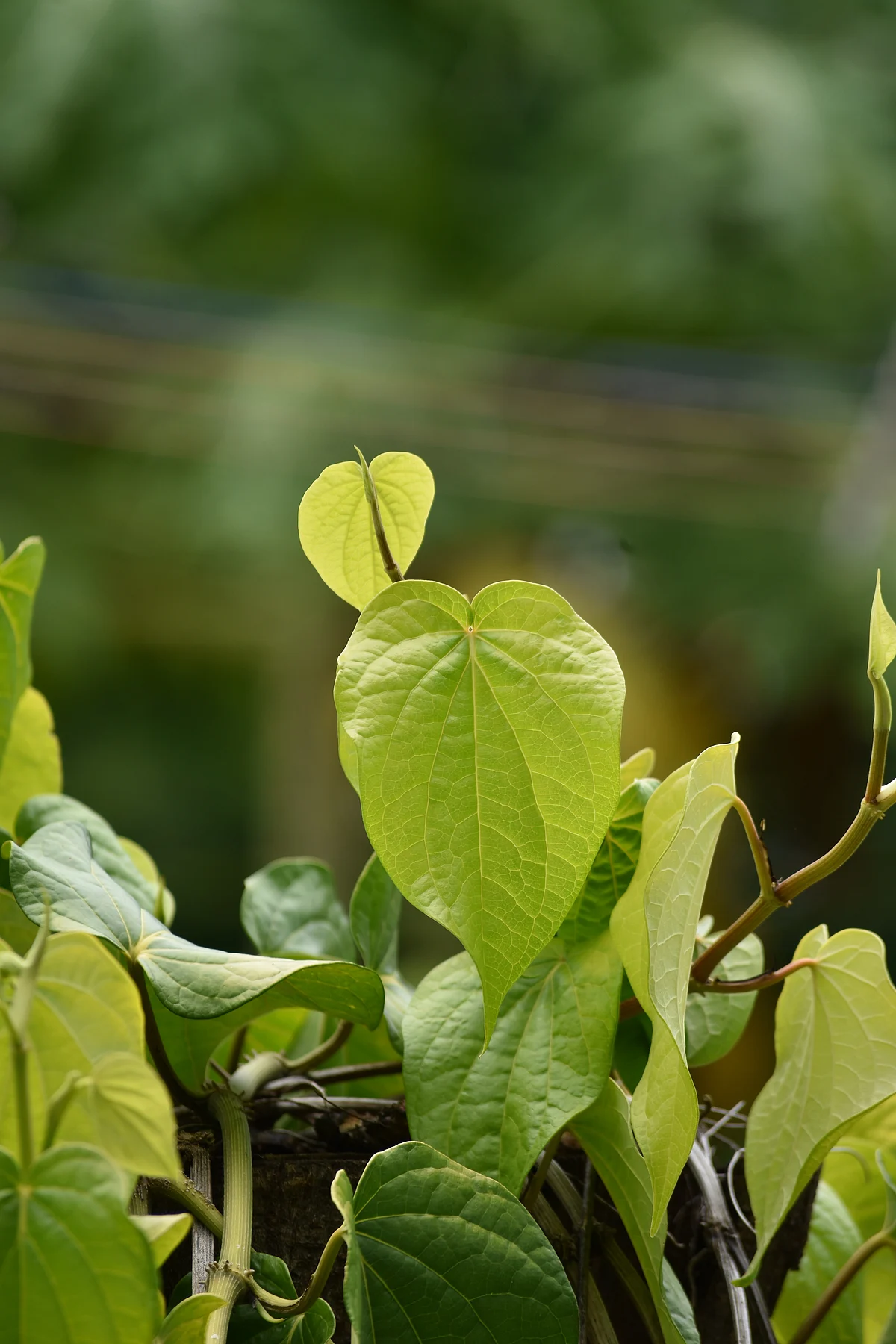Betel