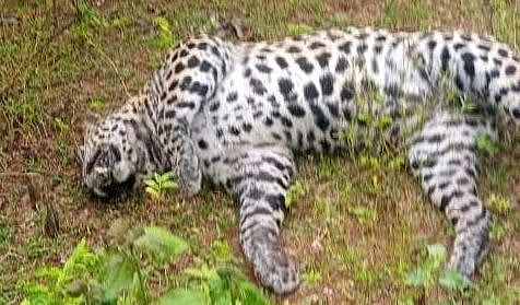 செத்துக் கிடந்த சிறுத்தை; மின்வேலியில் சிக்கியதா? - பேரணாம்பட்டு வனப்பகுதியில் தொடரும் அதிர்ச்சி