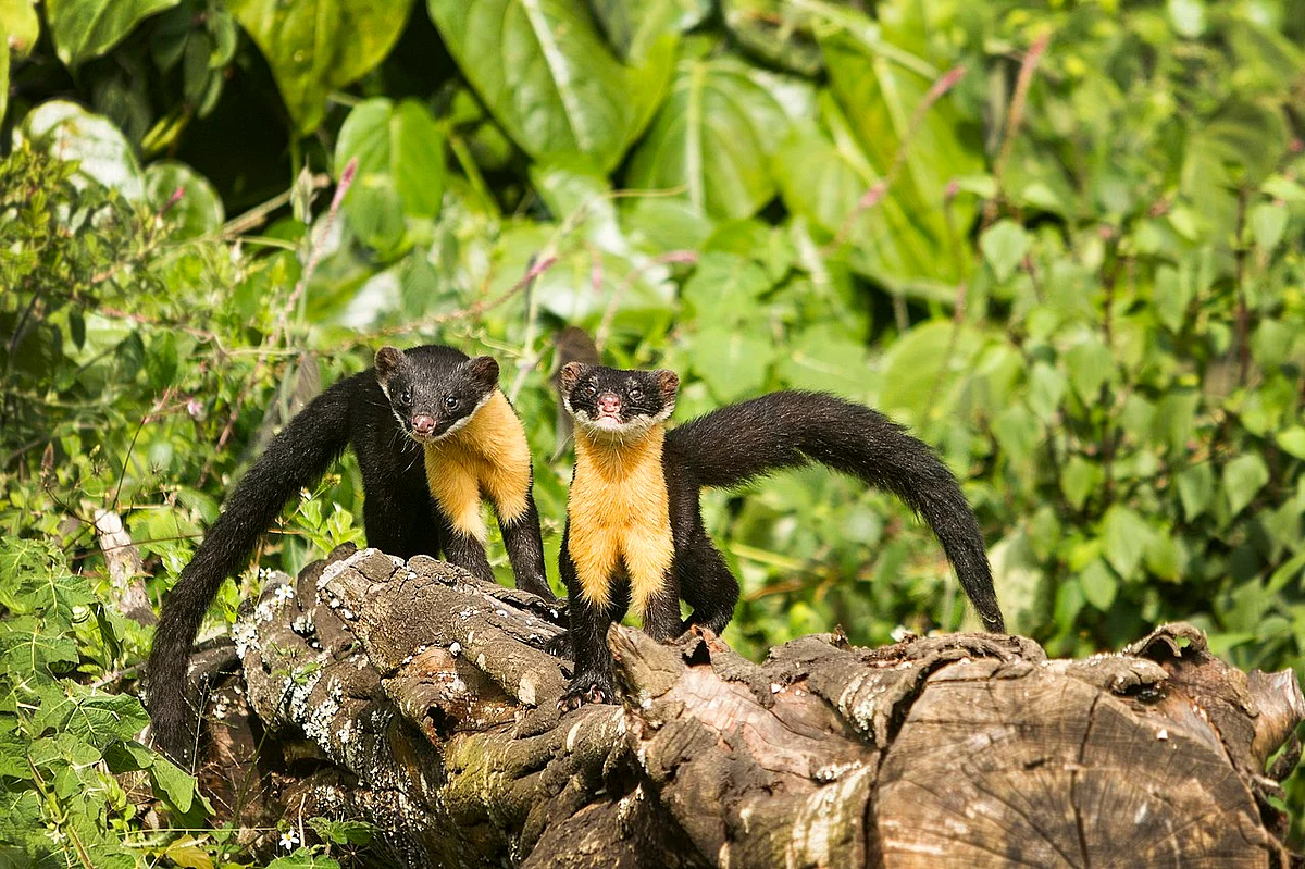 கரும்வெருகு (Nilgiri Marten)