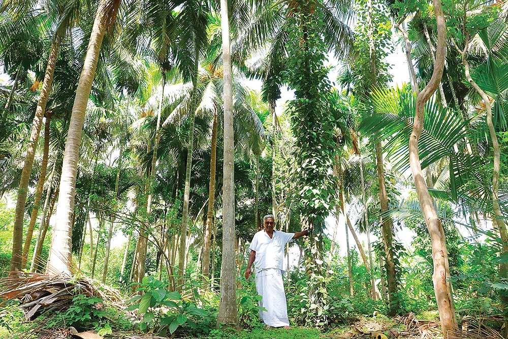 பாக்கு மரத்துடன்