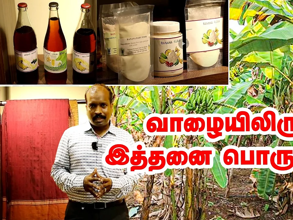 மாவு, சிப்ஸ், பிஸ்கட், கேக், சூப்... வாழை மதிப்புக்கூட்டலில் ஏராளமான பொருட்கள்!