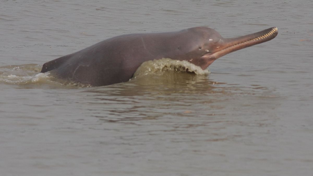 கங்கை ஓங்கில் (Gangetic Dolphin)