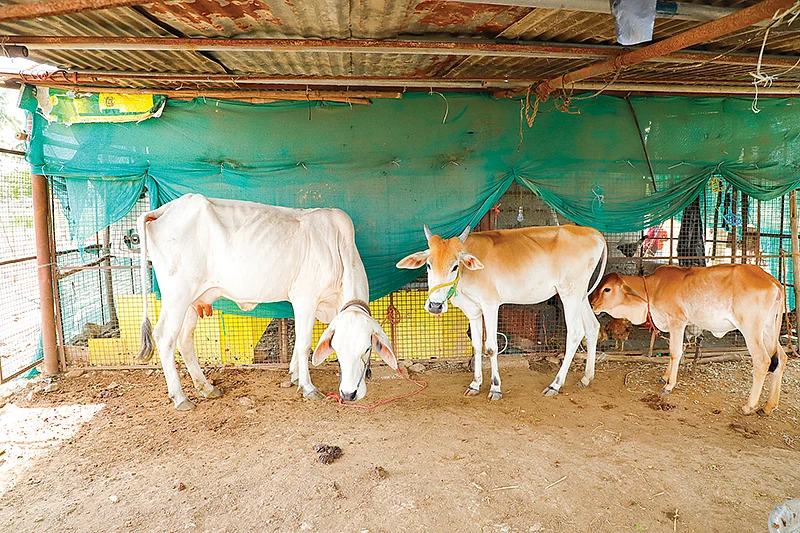 மாடுகள்