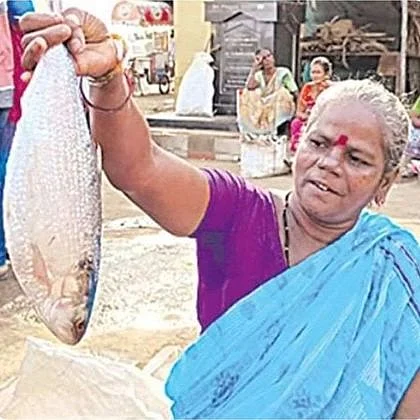 புலாசா மீன் | பார்வதி