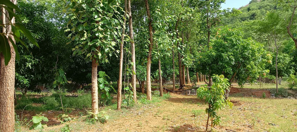 மரம்