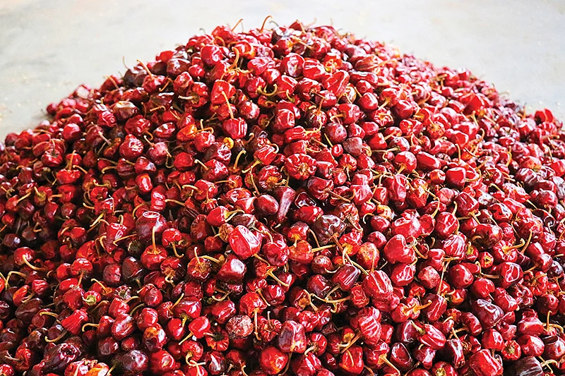 முண்டு மிளகாய்