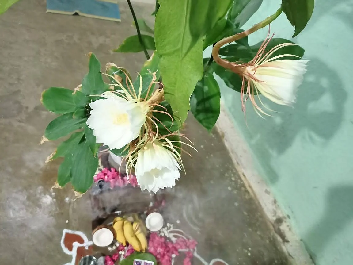 ஆண்டுக்கு ஒரு முறை மட்டுமே பூக்கும் பிரம்ம கமலம்... சேலத்தில் மலர்ந்த அதிசய காட்சி!