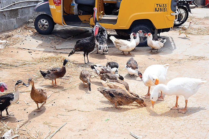 கோழிகள்