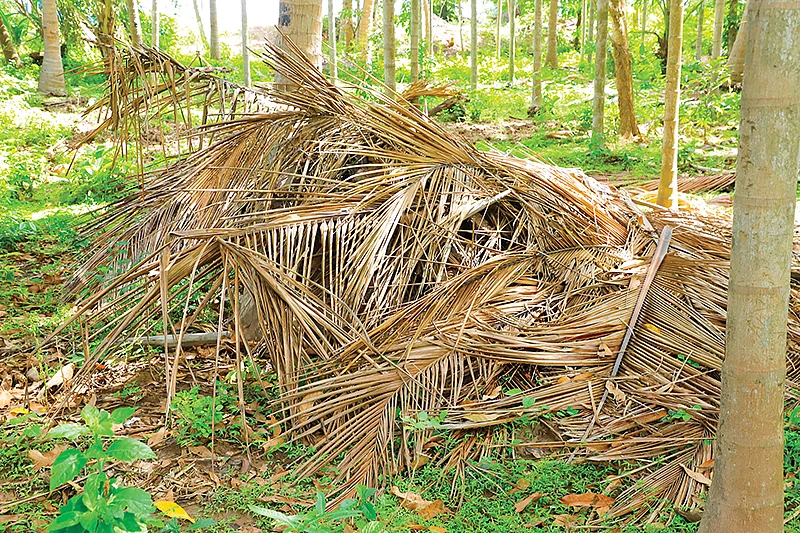காய்ந்த தென்னை ஓலைகள்