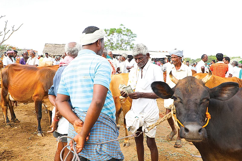 மாடு விற்பனை