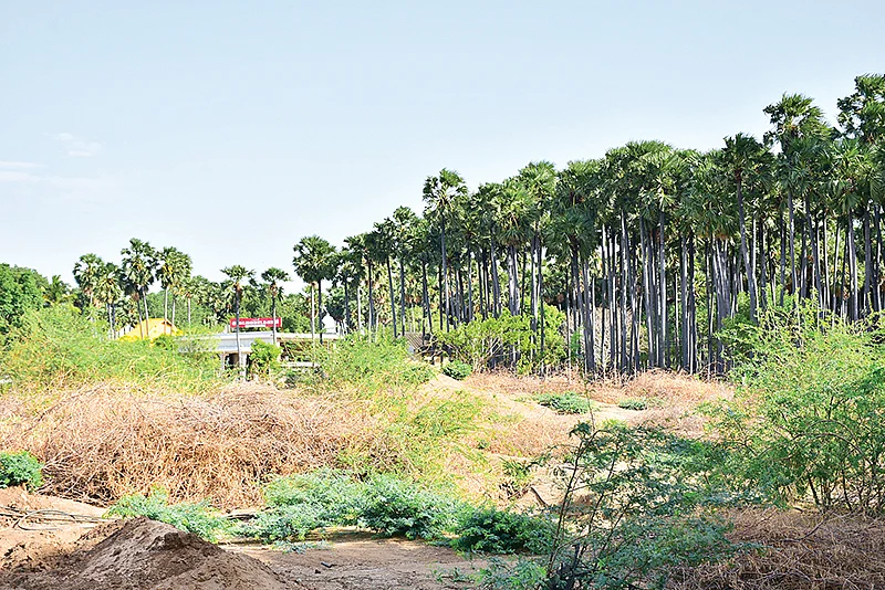 கோயில்களில் மரங்கள்