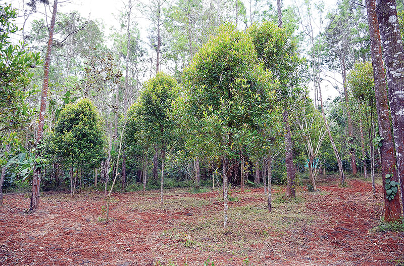சில்வர் ஓக் மரங்கள்