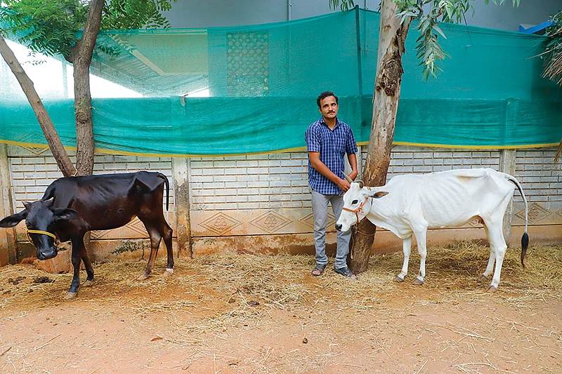 மாடுகளுடன்