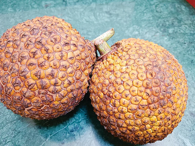 ருத்திராட்சை பலாப்பழம்