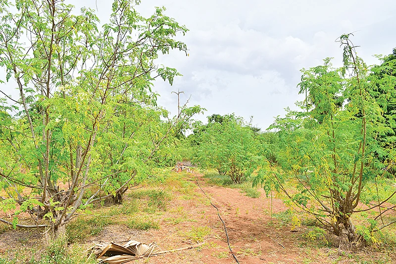 முருங்கைத் தோட்டம்