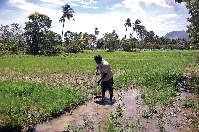 விவசாயப் பணி