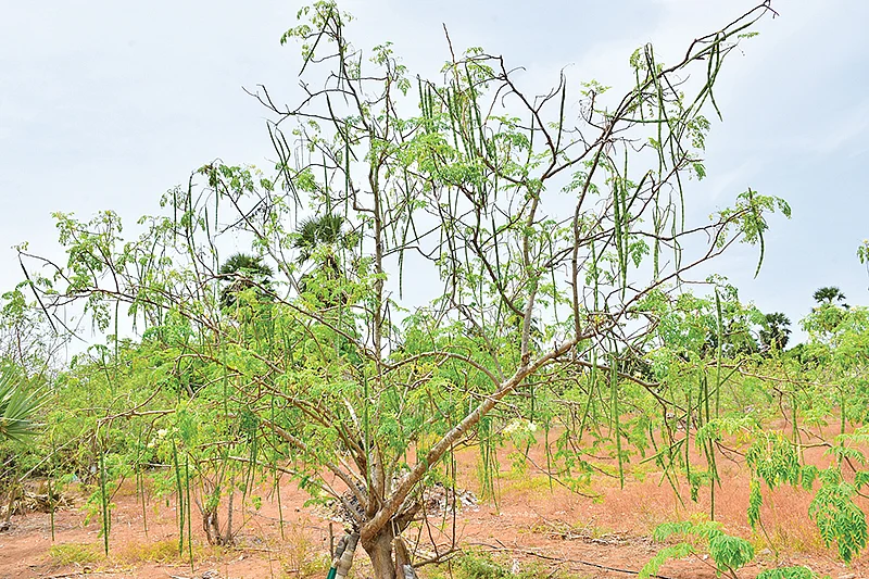 முருங்கைத் தோட்டம்