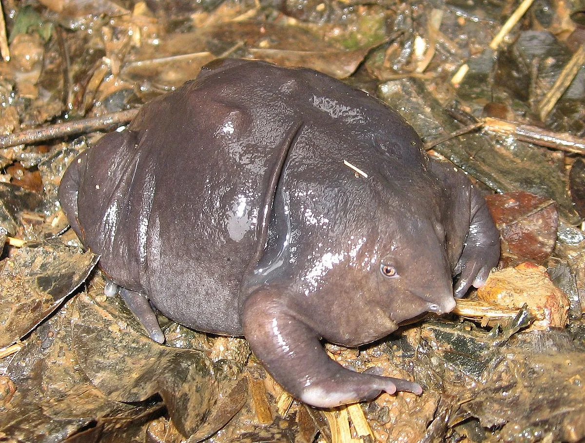 ஊதா தவளை அல்லது பன்றிமூக்குத் தவளை (Purple Frog/Pignose Frog)