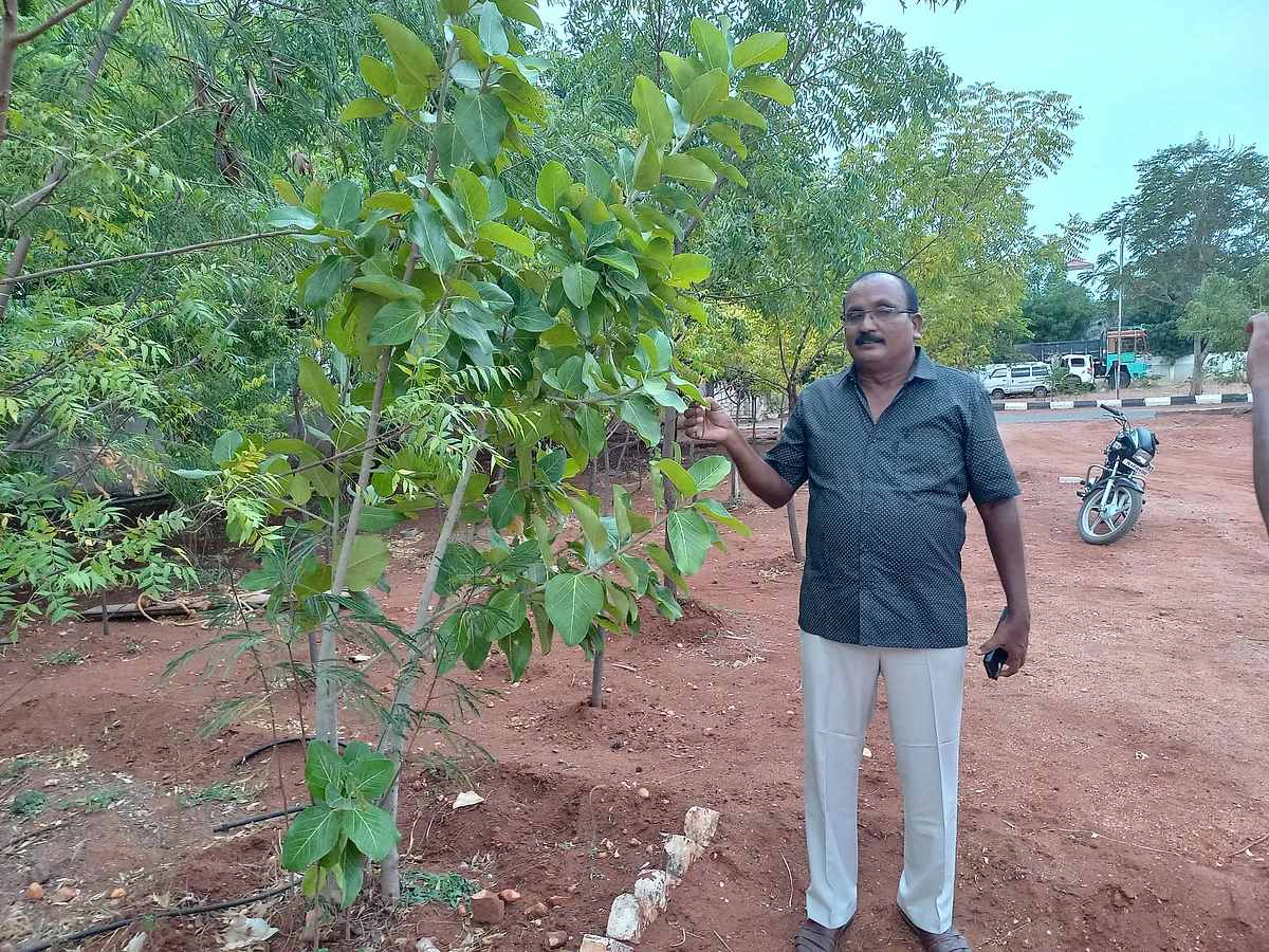 கட்டடங்களில் இருந்து பிடுங்கு நட்ட ஆலங்கன்று