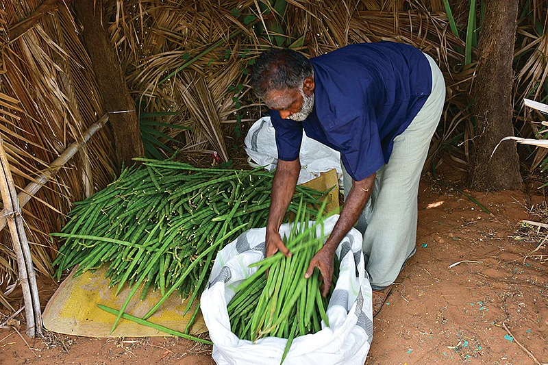 முருங்கைக்காய் விற்பனைக்கு அனுப்புதல்