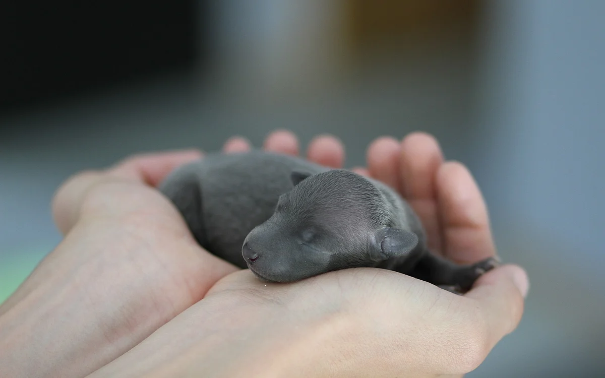 dog