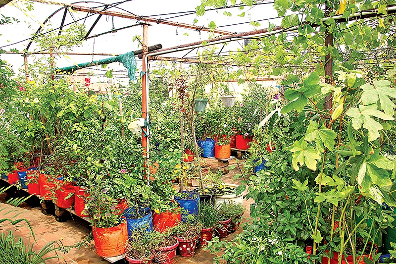 வீட்டுத்தோட்டம்... ஆரம்பிக்கலாங்களா? - விதை முதல் பராமரிப்பு வரை கம்ப்ளீட் கைடு