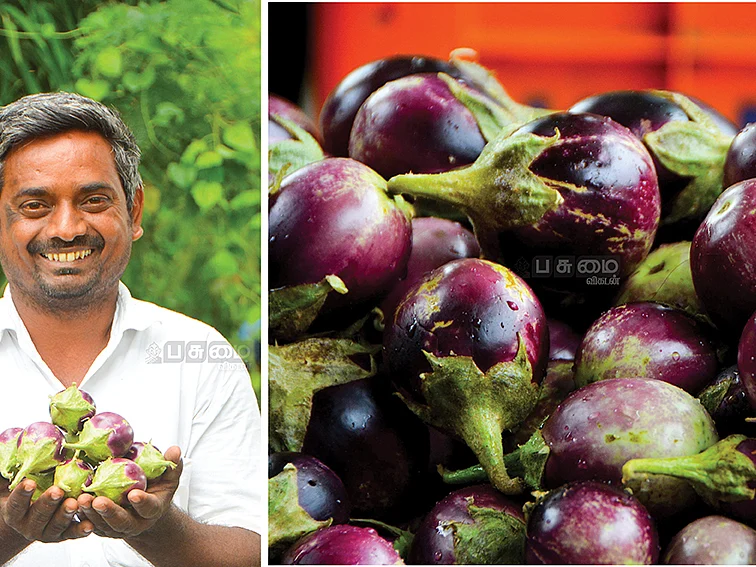 அரை ஏக்கர், ரூ.1 லட்சம்... நினைத்தாலே ருசிக்கும்... 'இலவம்பாடி முள் கத்திரிக்காய்!'