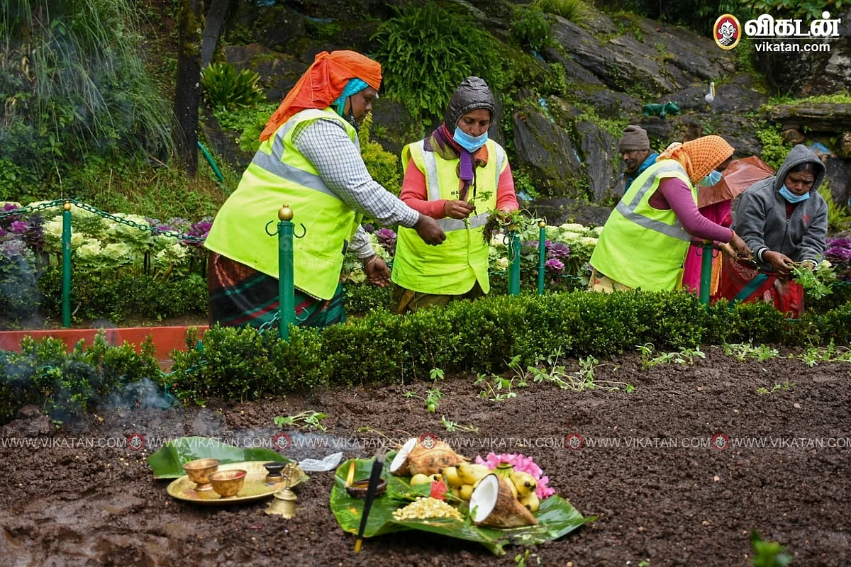 planting