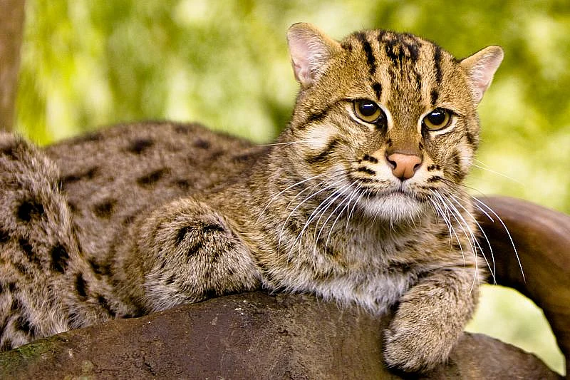 மீன்பிடிக்கும் பூனை (Fishing cat)