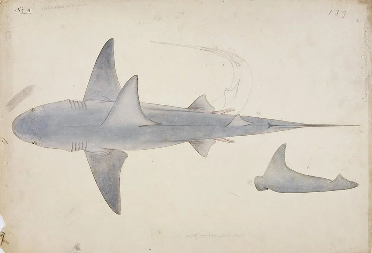 கங்கை சுறா (Gangetic Shark)