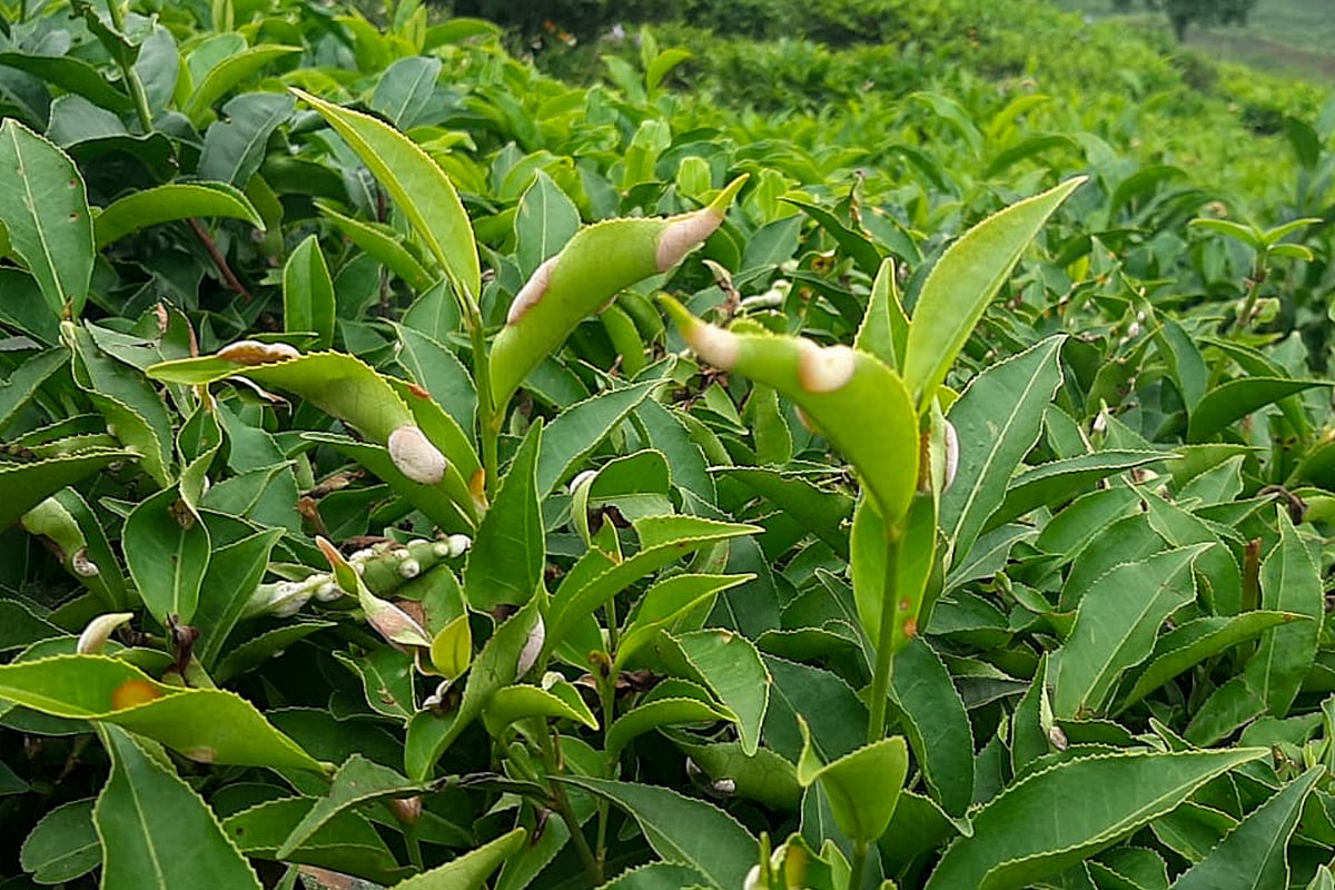 ஏற்கனவே விலை இல்லை, இப்போ கொப்பள நோய் தாக்கம்! கலக்கத்தில் நீலகிரி தேயிலை விவசாயிகள்!
