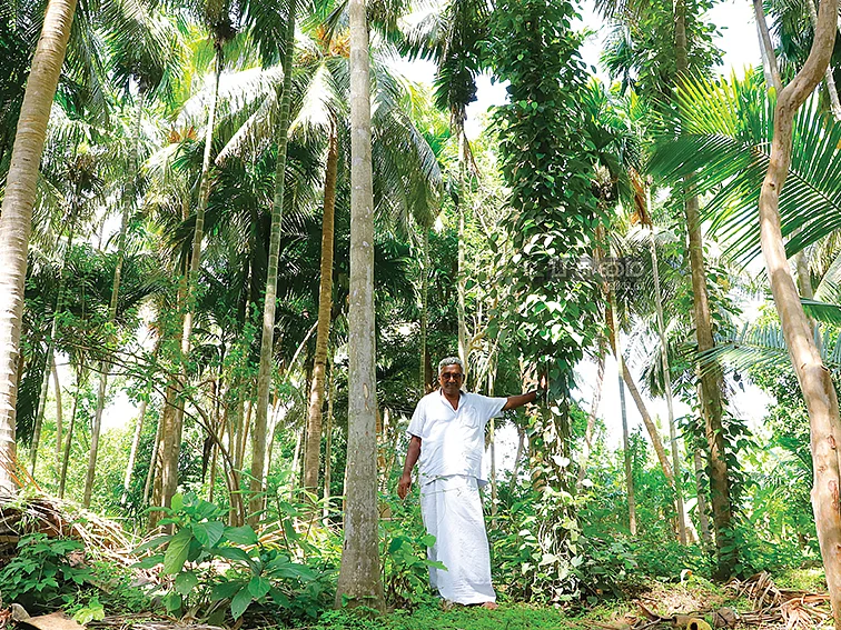 தேங்காய் விலை குறைந்தாலும் தென்னை சாகுபடியில் சாதிக்கும் விவசாயி!