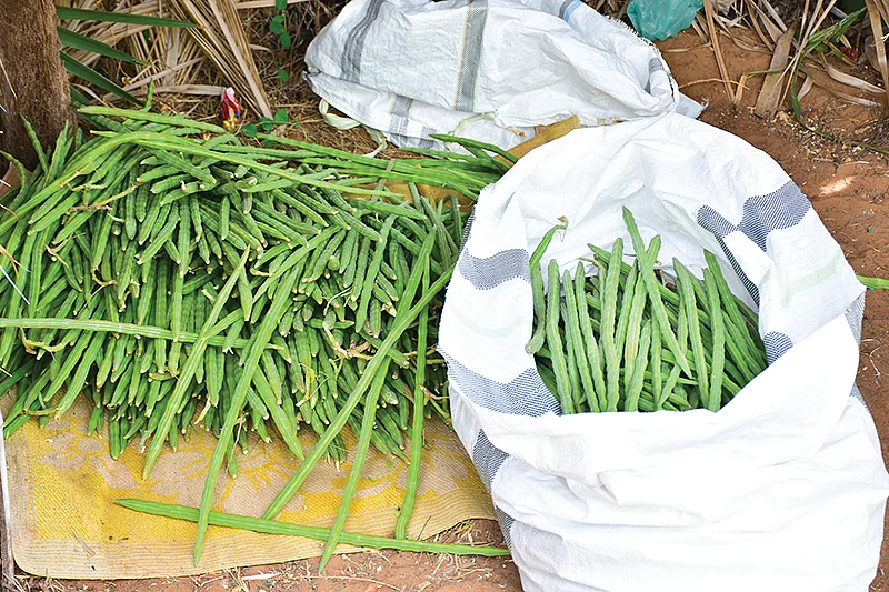 முருங்கைக்காய் விற்பனைக்கு அனுப்புதல்