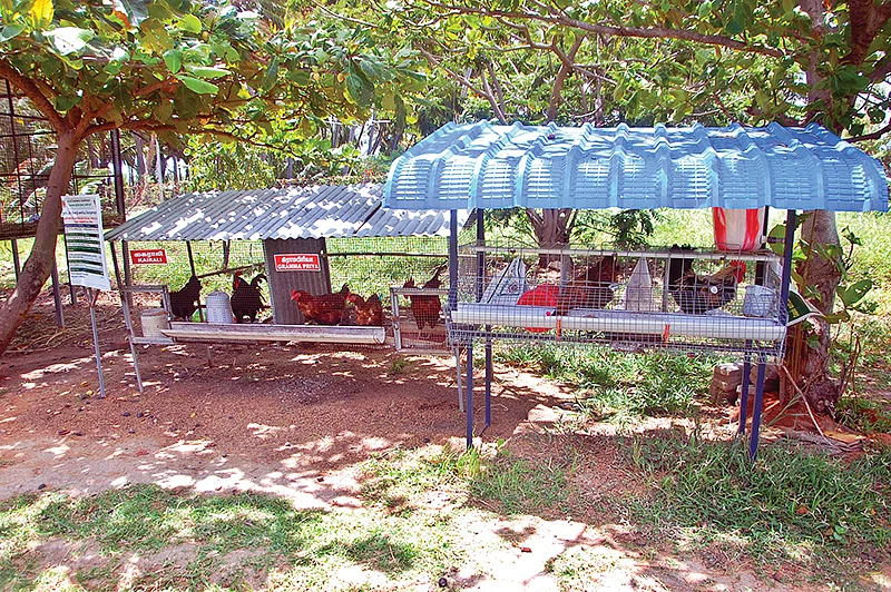 கோழி வளர்ப்பு கூண்டு