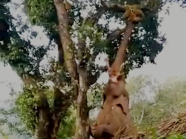 மரத்தின் மீது முன்னங்கால்களை ஊன்றி பலாப்பழம் பறிக்கும் யானை |#ViralVideo