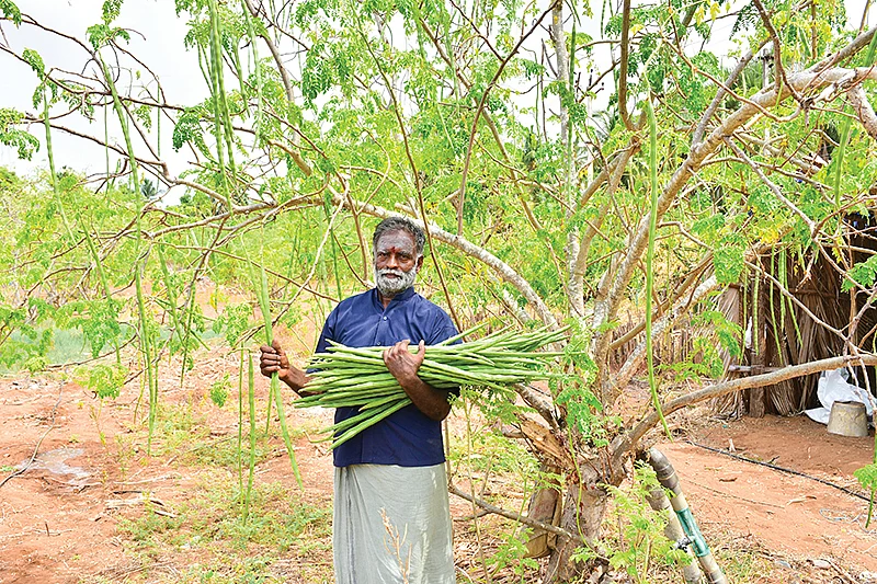 அறுவடையான முருங்கைக் காய்களுடன் பாலகிருஷ்ணன்