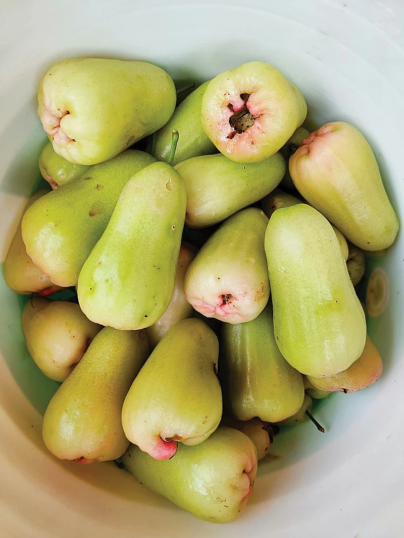 வாட்டர் ஆப்பிள்