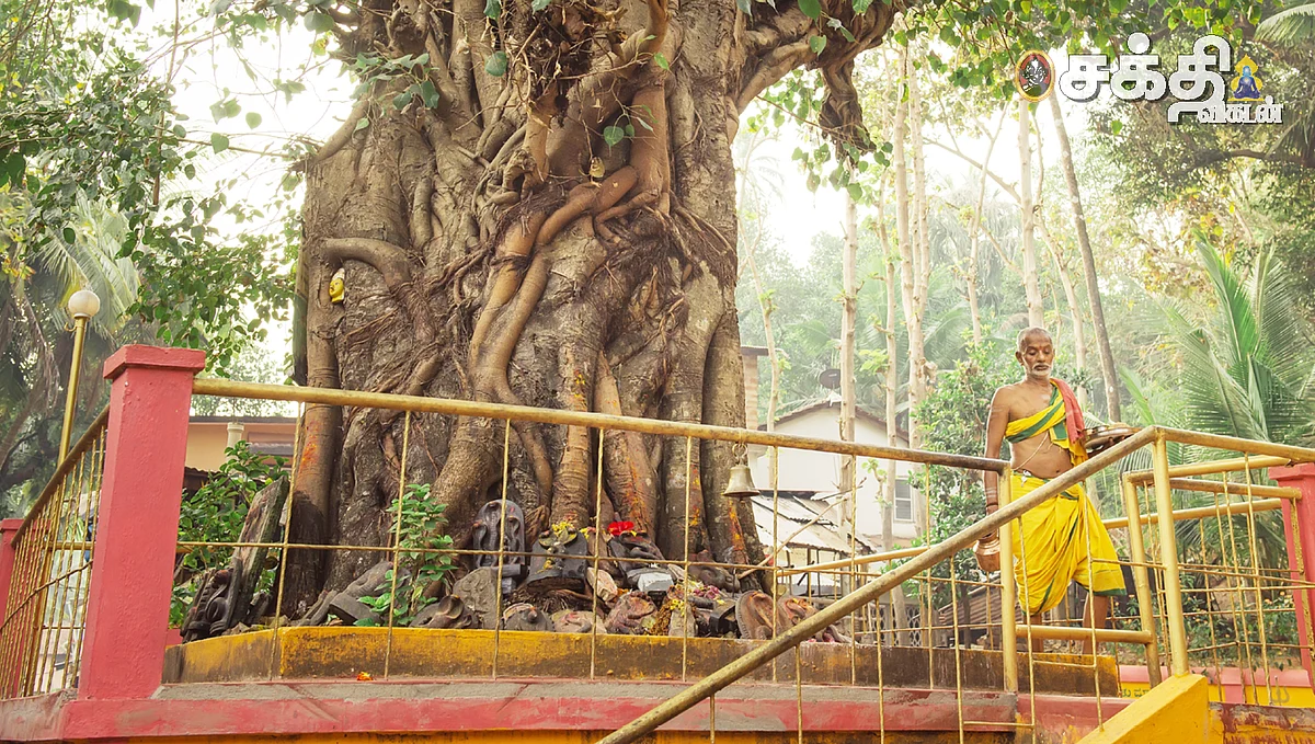 விருட்ச ரகசியங்கள்