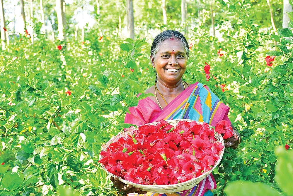 அறுவடையான செம்பருத்திப் பூக்களுடன் சாந்தி சுப்புலெட்சுமி