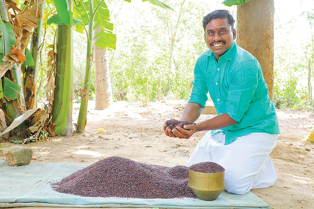 கறுப்புக் கவுனி அரிசி