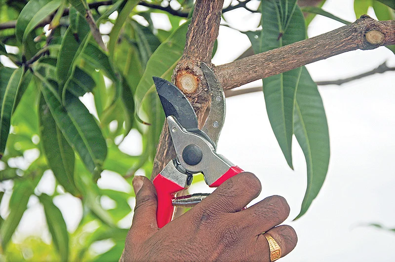 மா கவாத்து