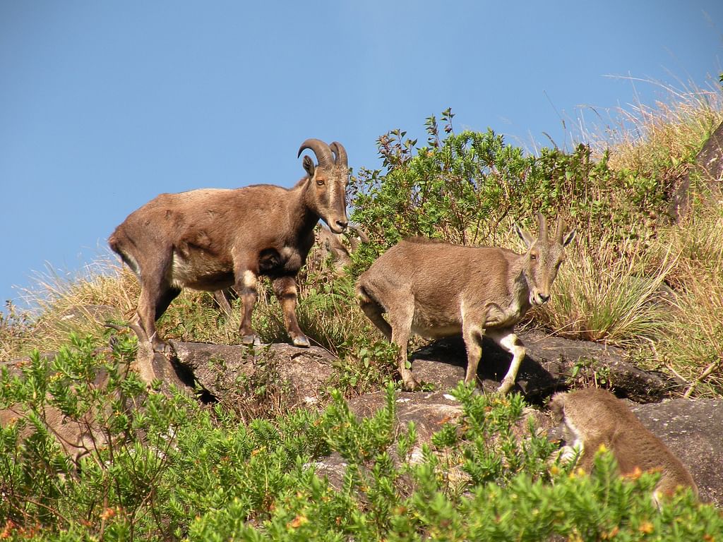 வரையாடு (Nilgiri Tahr)