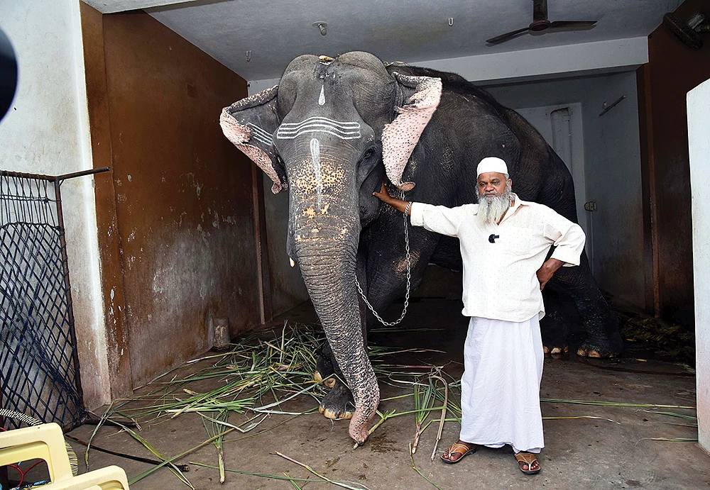 யானையுடன் கம்பீரமாக நிற்கும் தாஜ்தீன்