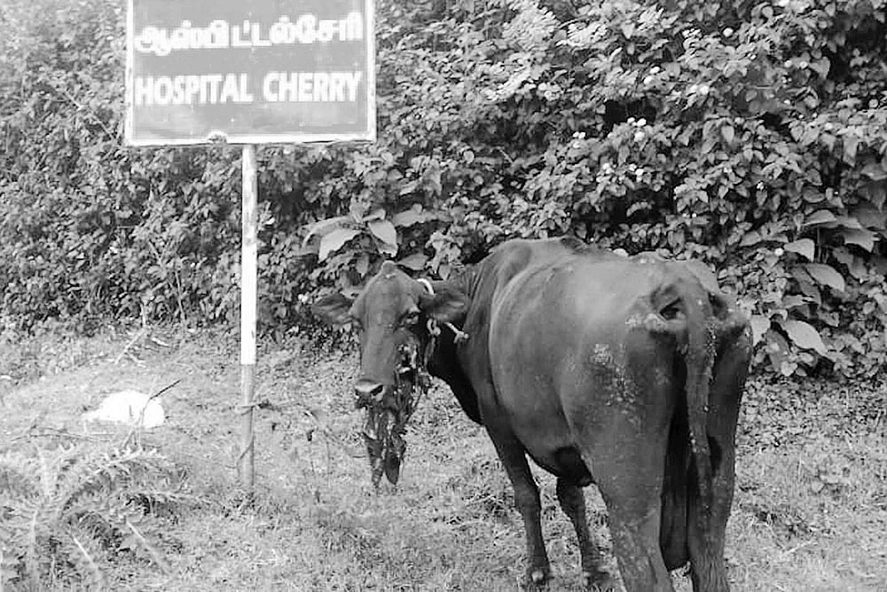 லோக்கல் போஸ்ட்