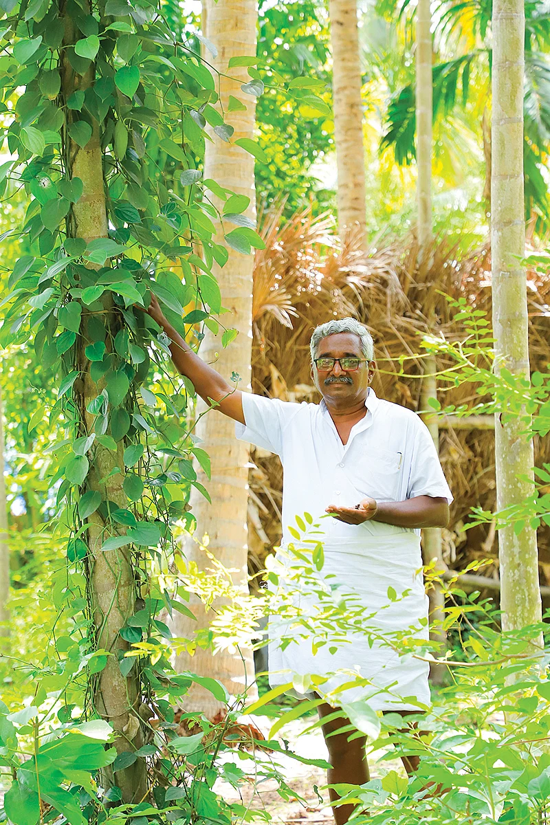 மிளகுக் கொடியுடன்