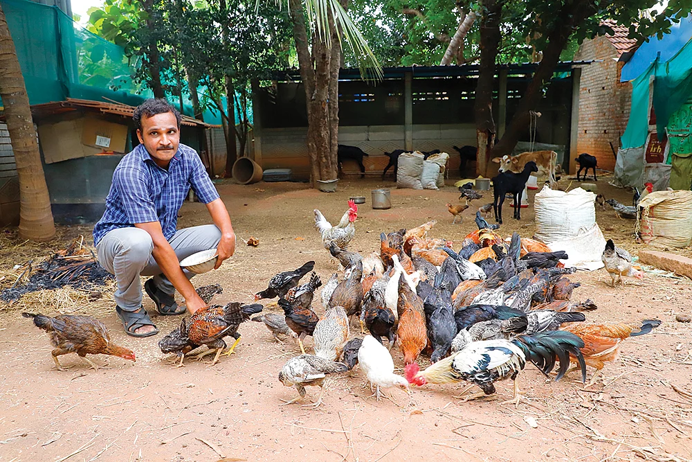 கோழிகளுக்குத் தீவனமிடும் அன்பழகன்