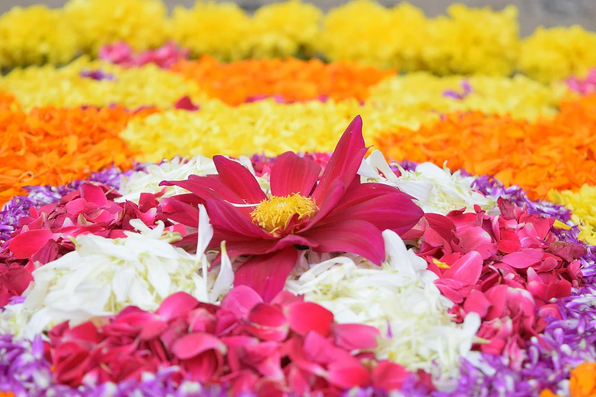 ஓணம் கொண்டாட்டம்