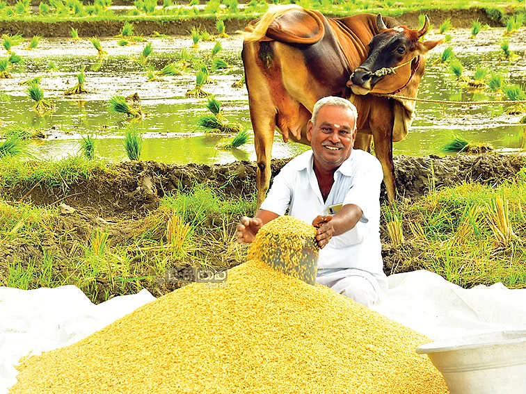 75 சென்ட்... ரூ.30,000 லாபம்... ஆற்காடு கிச்சிலிச் சம்பா!