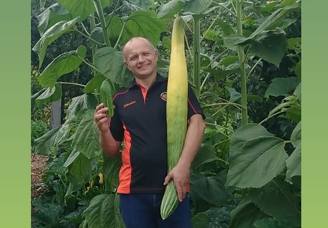 உலகின் நீளமான வெள்ளரிக்காய்… கின்னஸில் இடம் பிடித்த விவசாயி!